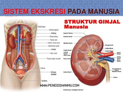 Detail Gambar Struktur Ginjal Pada Manusia Dan Bagian Bagiannya Nomer 37