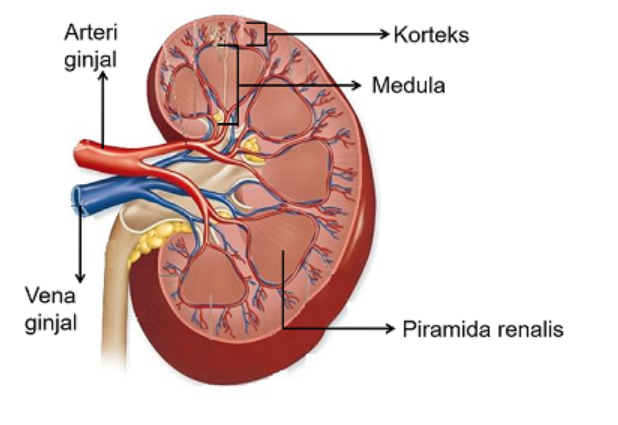 Detail Gambar Struktur Ginjal Pada Manusia Dan Bagian Bagiannya Nomer 8