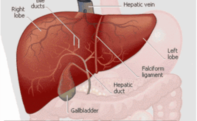 Detail Gambar Struktur Hati Manusia Nomer 12