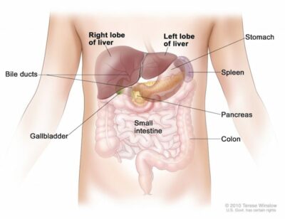 Detail Gambar Struktur Hati Manusia Nomer 19