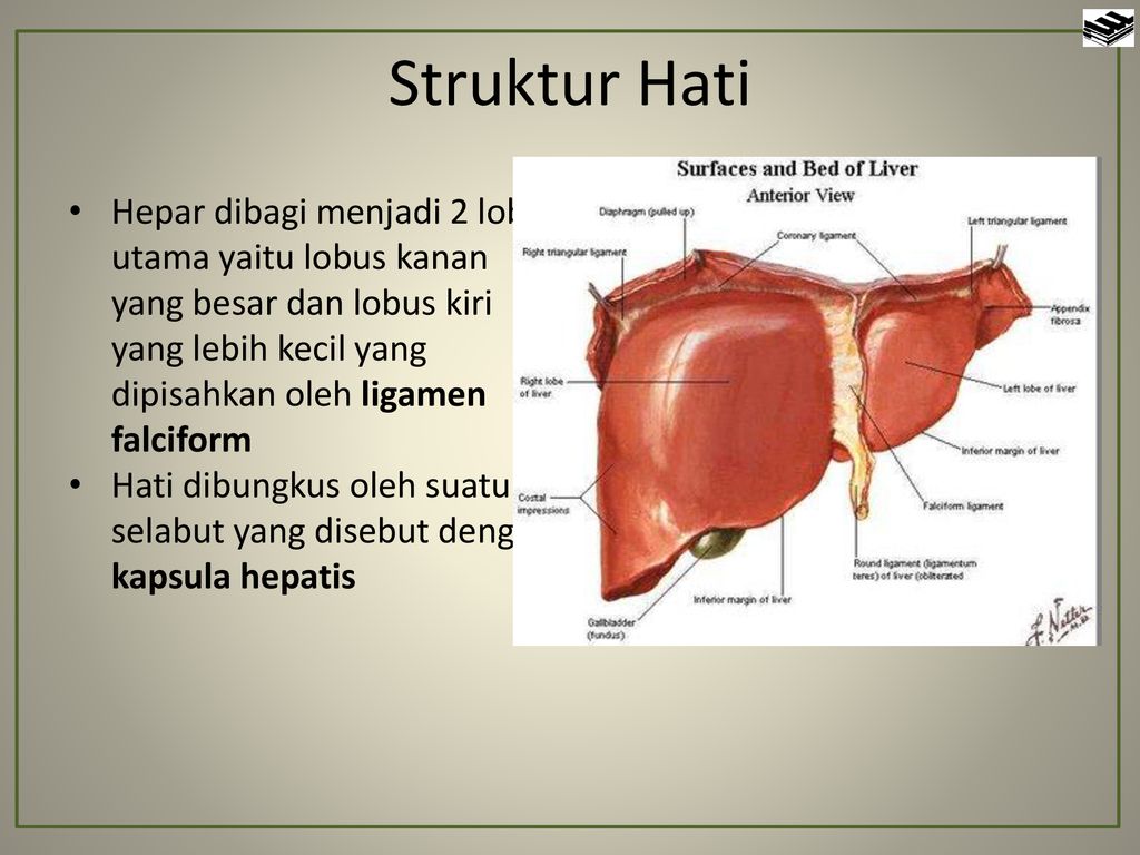 Detail Gambar Struktur Hati Manusia Nomer 37