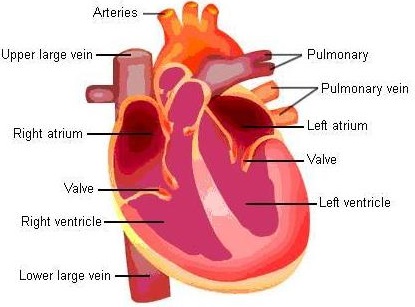 Detail Gambar Struktur Hati Manusia Nomer 44