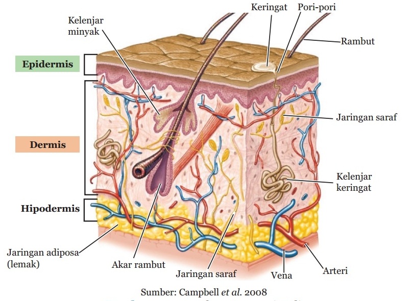 Detail Gambar Struktur Hati Manusia Nomer 52