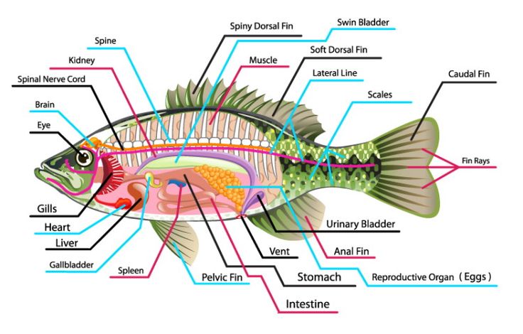 Detail Gambar Struktur Ikan Untuk Soal Nomer 12