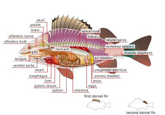 Detail Gambar Struktur Ikan Untuk Soal Nomer 6