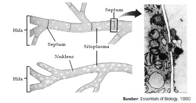 Detail Gambar Struktur Kapang Nomer 8
