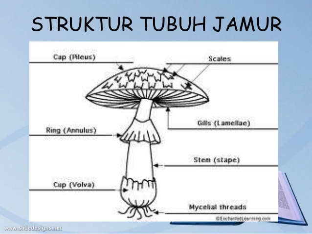Detail Gambar Struktur Kapang Nomer 10