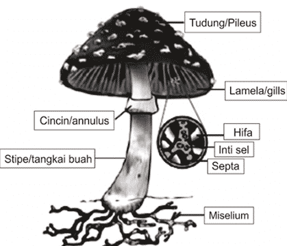 Detail Gambar Struktur Kapang Nomer 13