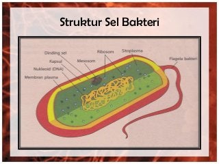 Detail Gambar Struktur Kapang Nomer 14