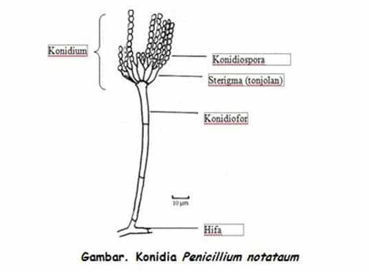 Detail Gambar Struktur Kapang Nomer 17