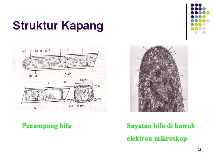 Detail Gambar Struktur Kapang Nomer 19