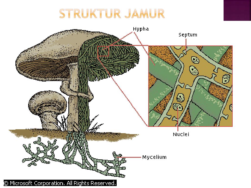 Detail Gambar Struktur Kapang Nomer 21