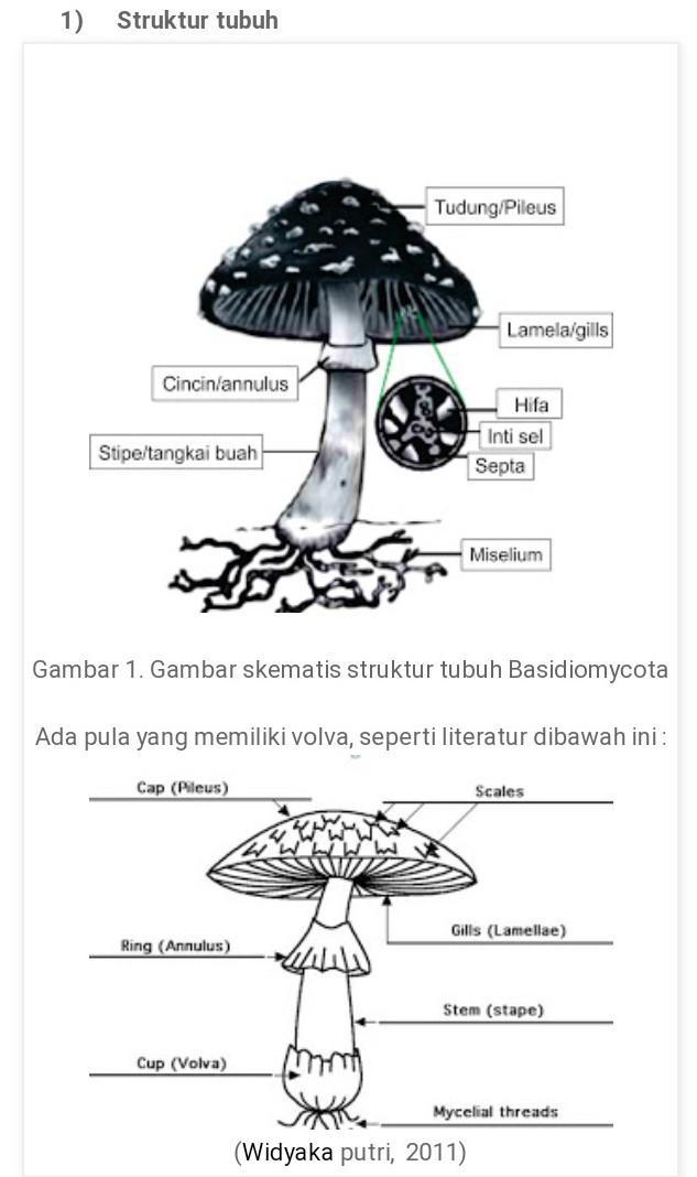 Detail Gambar Struktur Kapang Nomer 25