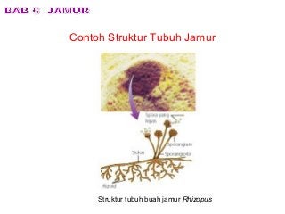 Detail Gambar Struktur Kapang Nomer 26
