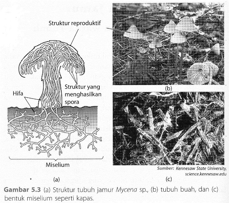 Detail Gambar Struktur Kapang Nomer 27