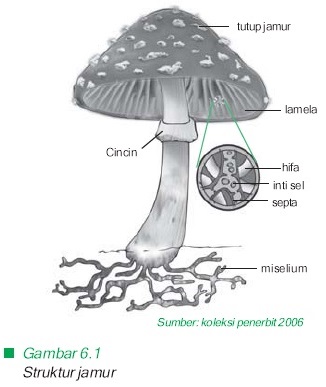 Detail Gambar Struktur Kapang Nomer 31