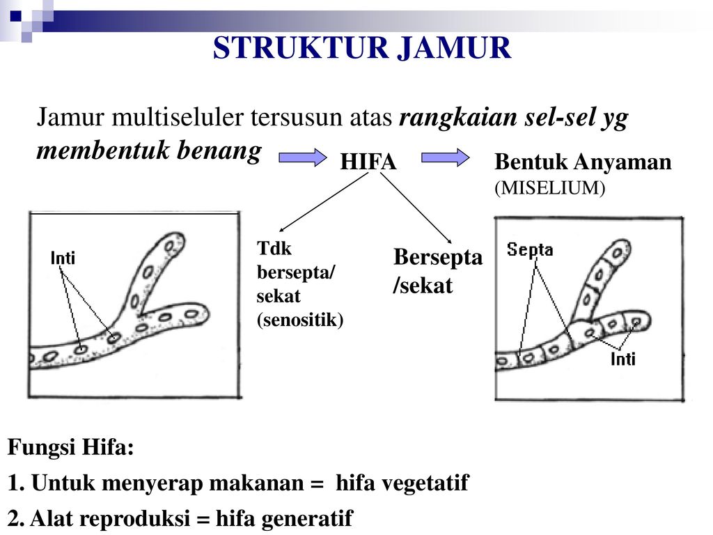 Detail Gambar Struktur Kapang Nomer 33