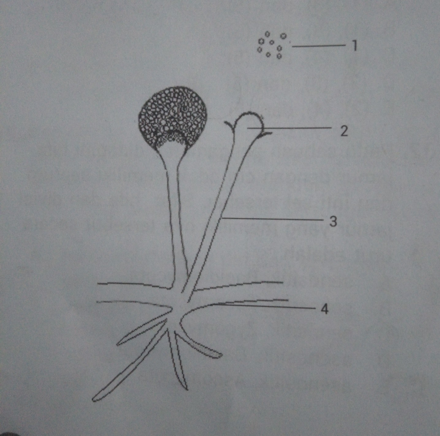 Detail Gambar Struktur Kapang Nomer 40