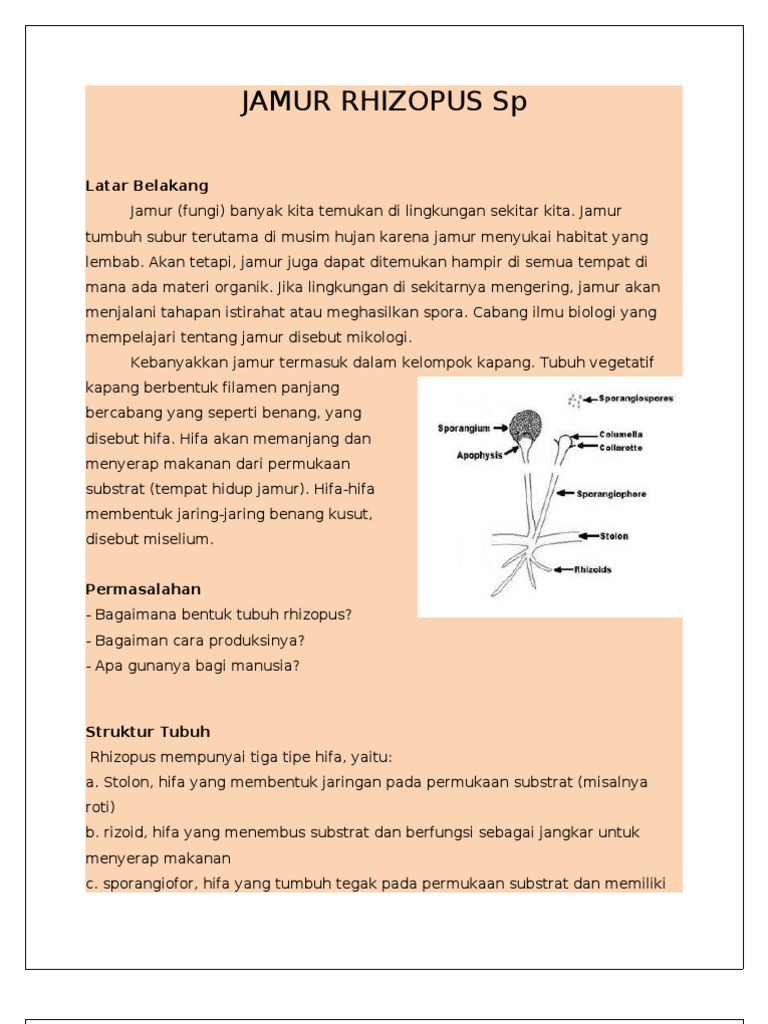 Detail Gambar Struktur Kapang Nomer 45