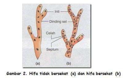 Detail Gambar Struktur Kapang Nomer 46