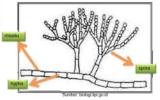 Detail Gambar Struktur Kapang Nomer 50