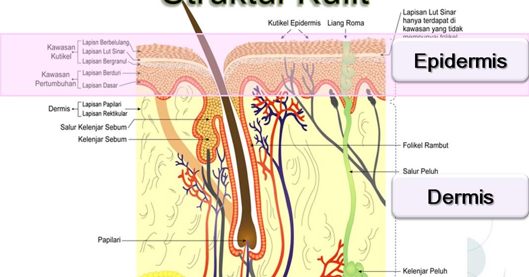 Detail Gambar Struktur Kulit Dan Fungsinya Nomer 19