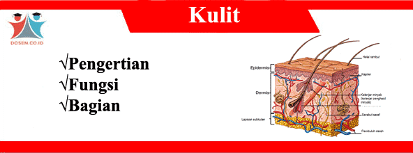 Detail Gambar Struktur Kulit Dan Fungsinya Nomer 24