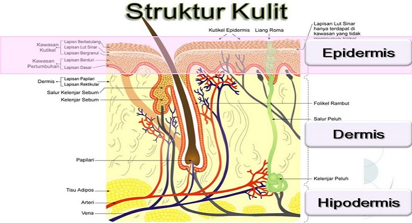 Detail Gambar Struktur Kulit Dan Fungsinya Nomer 36