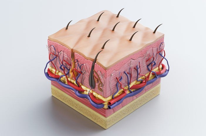 Detail Gambar Struktur Kulit Dan Fungsinya Nomer 40