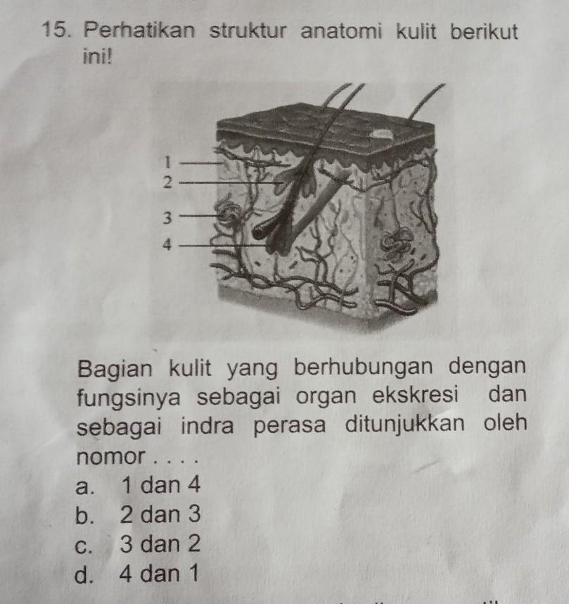 Detail Gambar Struktur Kulit Dan Fungsinya Nomer 44