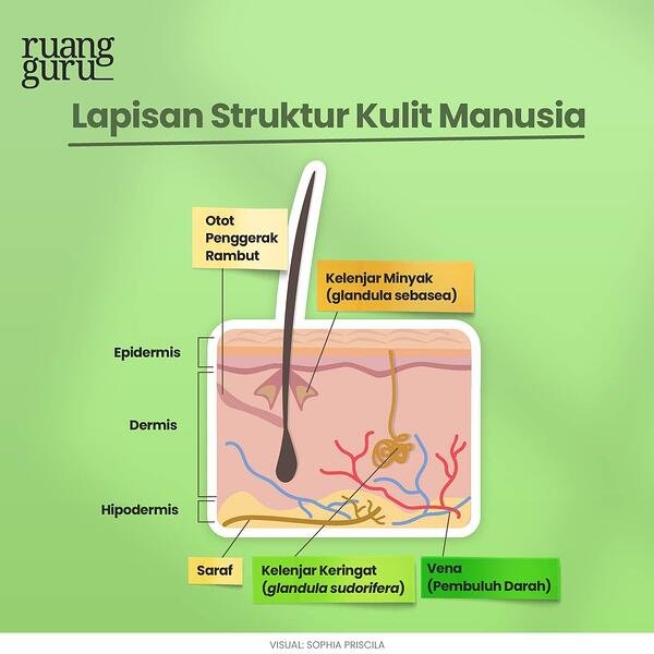 Detail Gambar Struktur Kulit Dan Fungsinya Nomer 47