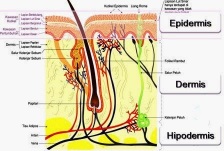 Detail Gambar Struktur Kulit Dan Fungsinya Nomer 52