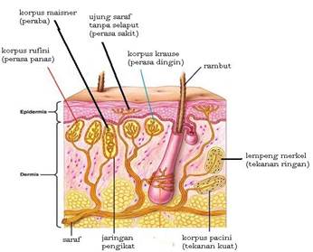 Detail Gambar Struktur Kulit Dan Fungsinya Nomer 54