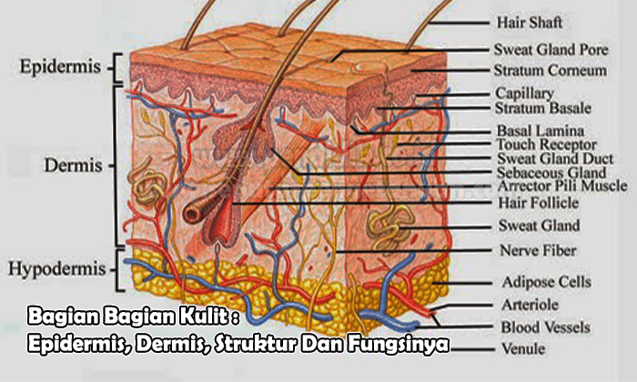 Detail Gambar Struktur Kulit Dan Fungsinya Nomer 10