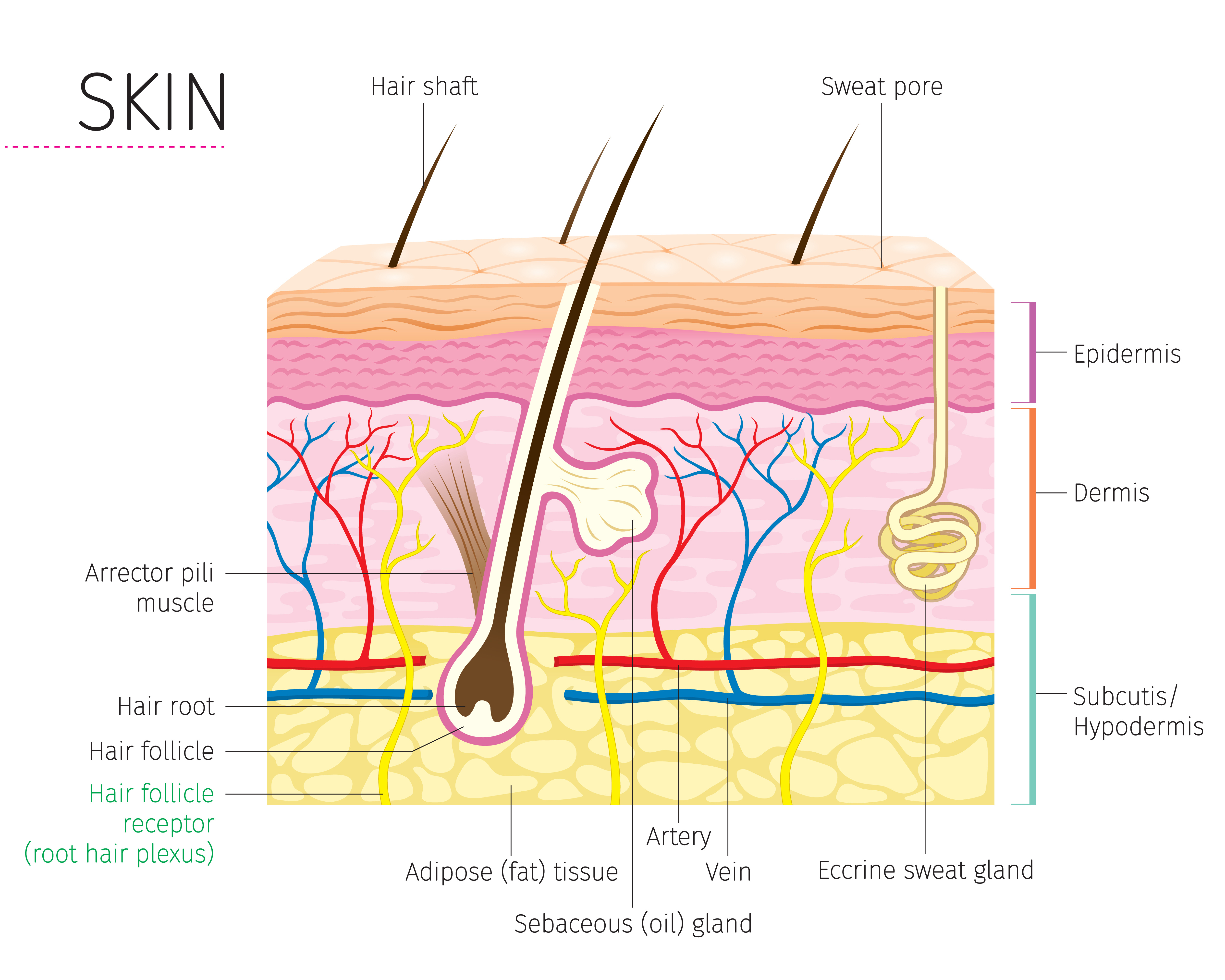 Detail Gambar Struktur Kulit Manusia Nomer 15