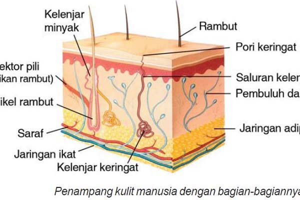 Detail Gambar Struktur Kulit Manusia Nomer 21