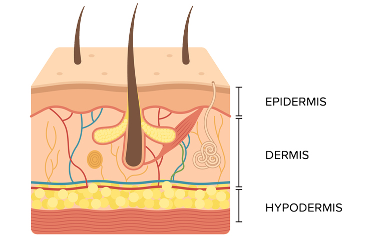 Detail Gambar Struktur Kulit Manusia Nomer 24