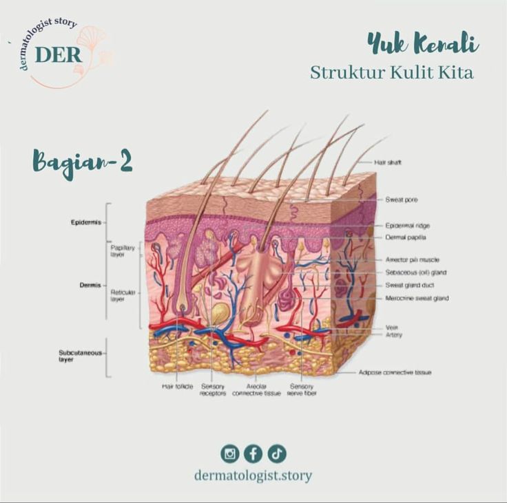 Detail Gambar Struktur Kulit Manusia Nomer 27