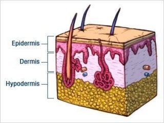 Detail Gambar Struktur Kulit Manusia Nomer 31