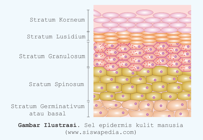 Detail Gambar Struktur Kulit Manusia Nomer 34