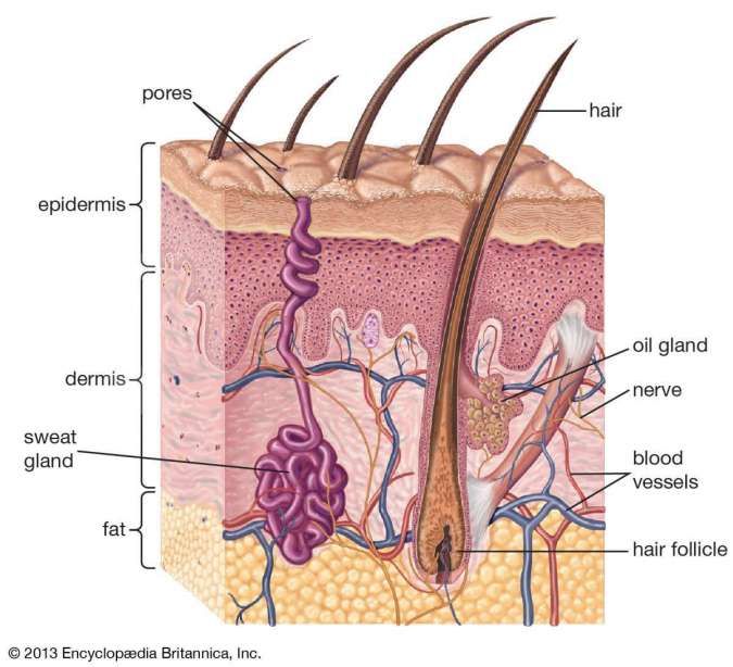 Detail Gambar Struktur Kulit Manusia Nomer 5