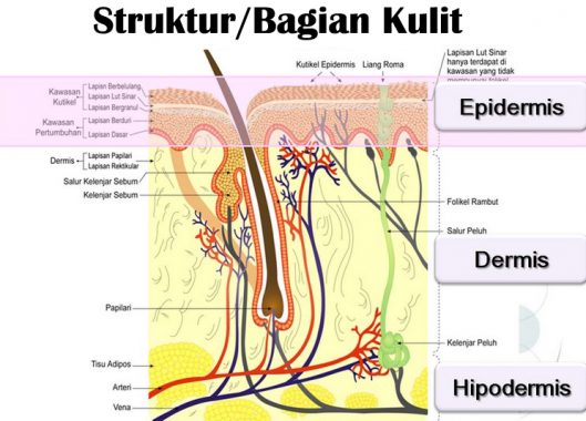 Detail Gambar Struktur Kulit Manusia Nomer 47