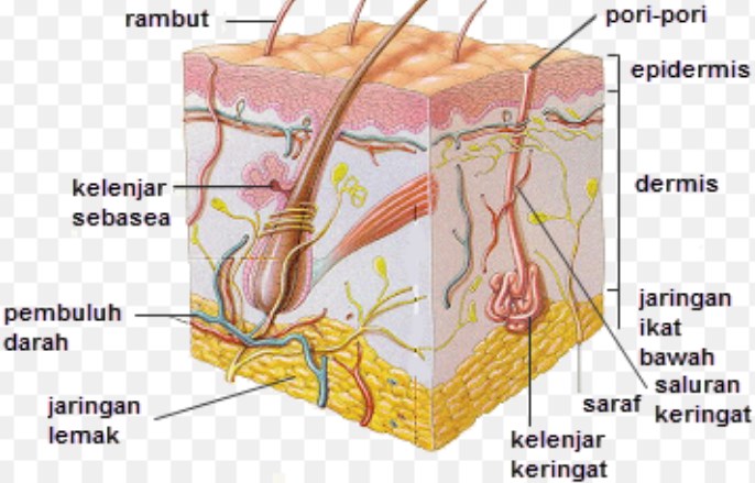 Detail Gambar Struktur Kulit Manusia Nomer 7