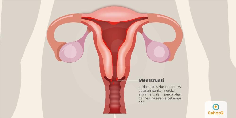 Gambar Struktur Manusia Saat Menstruasi - KibrisPDR