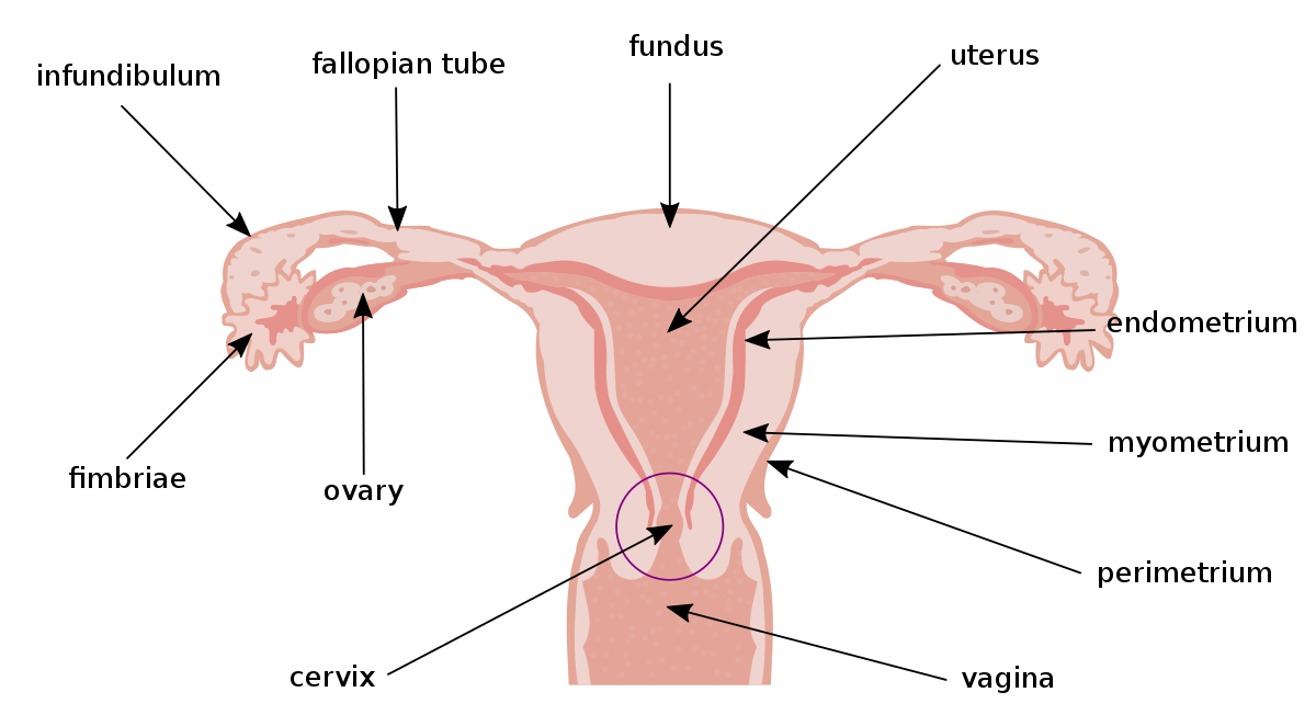 Detail Gambar Struktur Manusia Saat Menstruasi Nomer 18