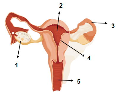 Detail Gambar Struktur Manusia Saat Menstruasi Nomer 3