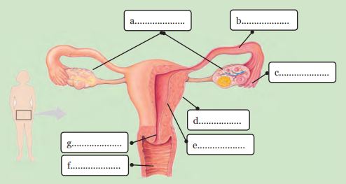 Detail Gambar Struktur Manusia Saat Menstruasi Nomer 32