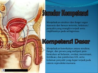 Detail Gambar Struktur Manusia Saat Menstruasi Nomer 37