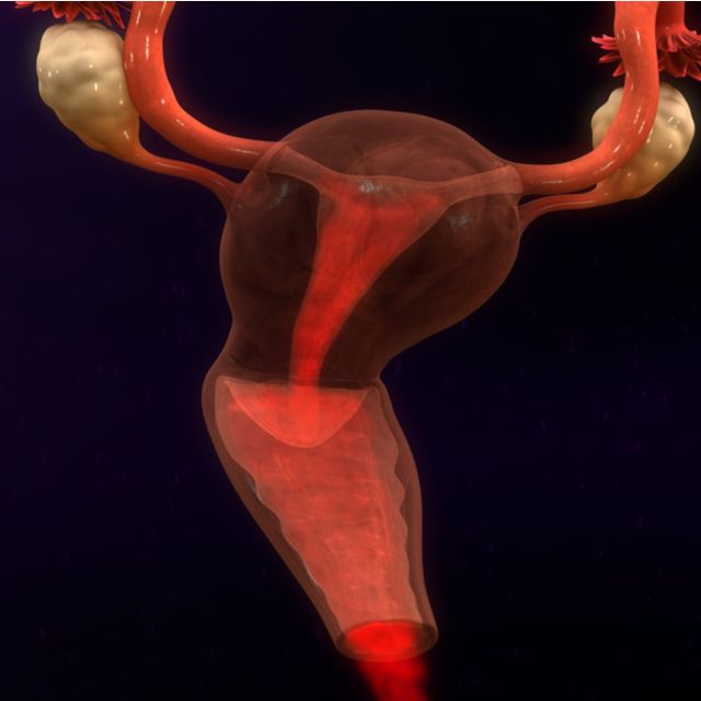 Detail Gambar Struktur Manusia Saat Menstruasi Nomer 38