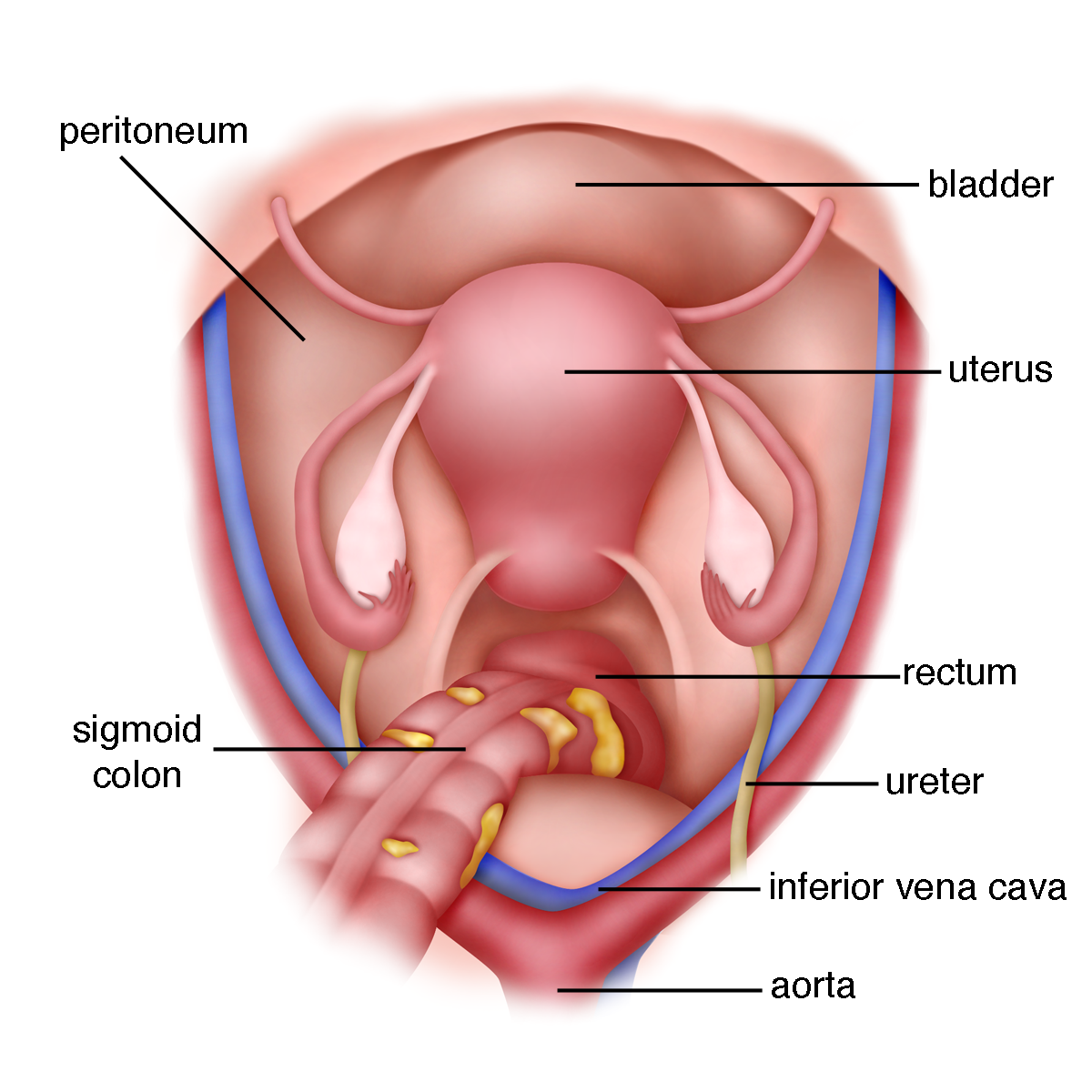 Detail Gambar Struktur Manusia Saat Menstruasi Nomer 39